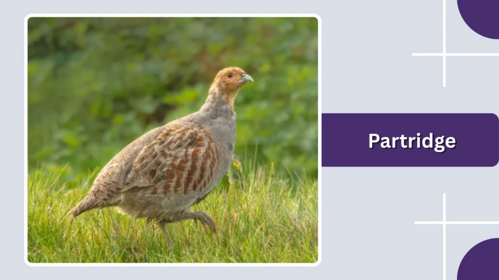Partridge