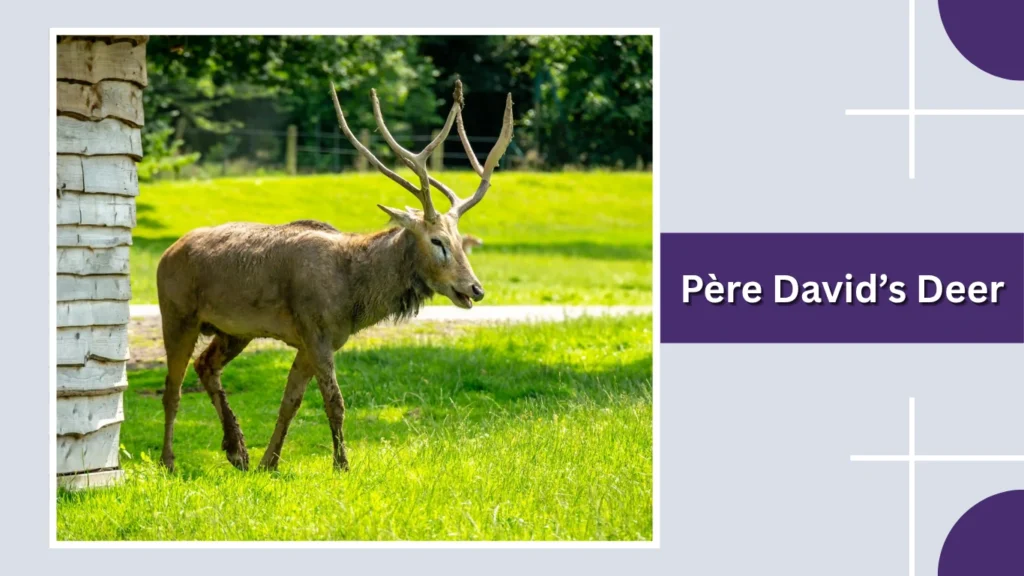 Père David’s Deer