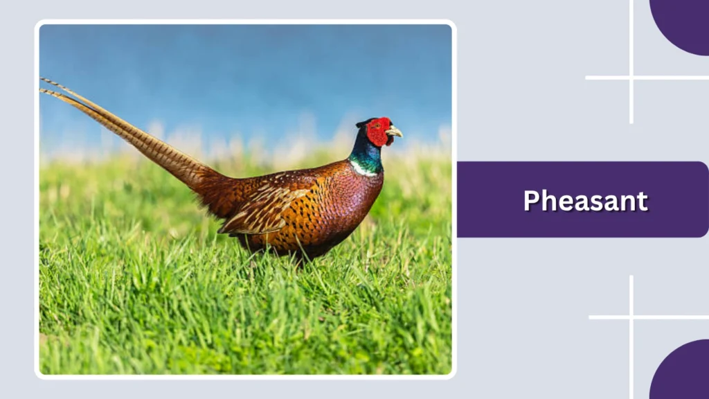 Pheasant