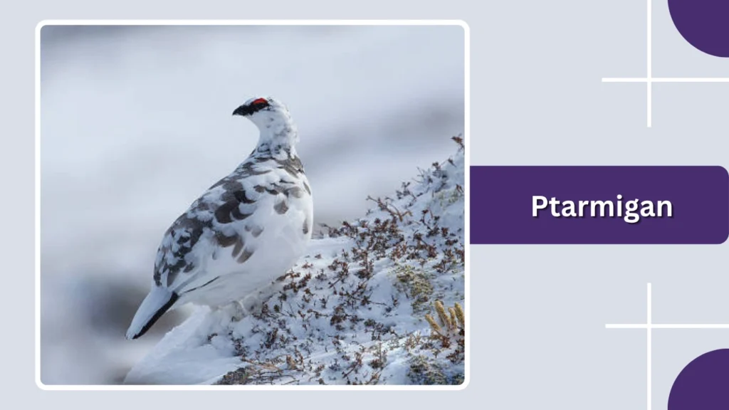 Ptarmigan