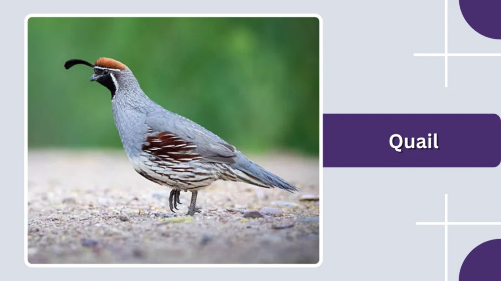 Quail