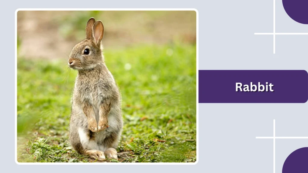 Rabbit