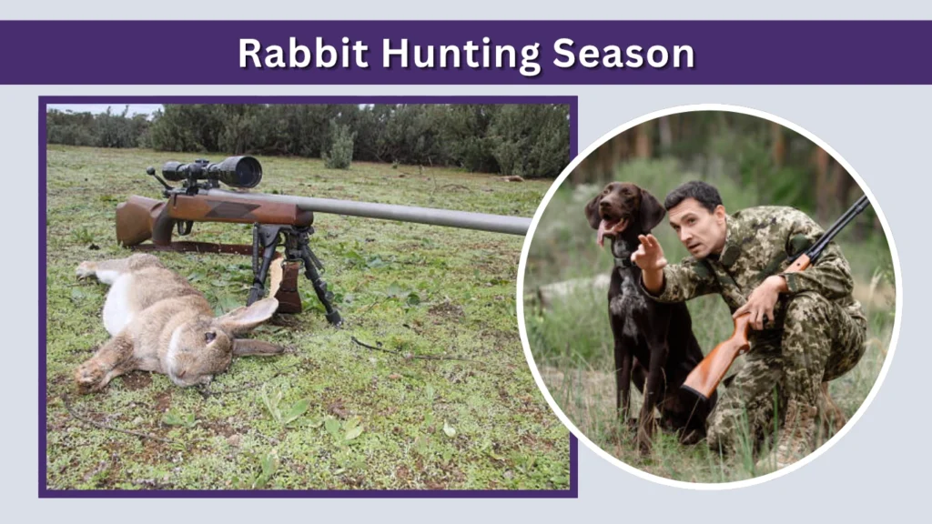 Rabbit Hunting Season