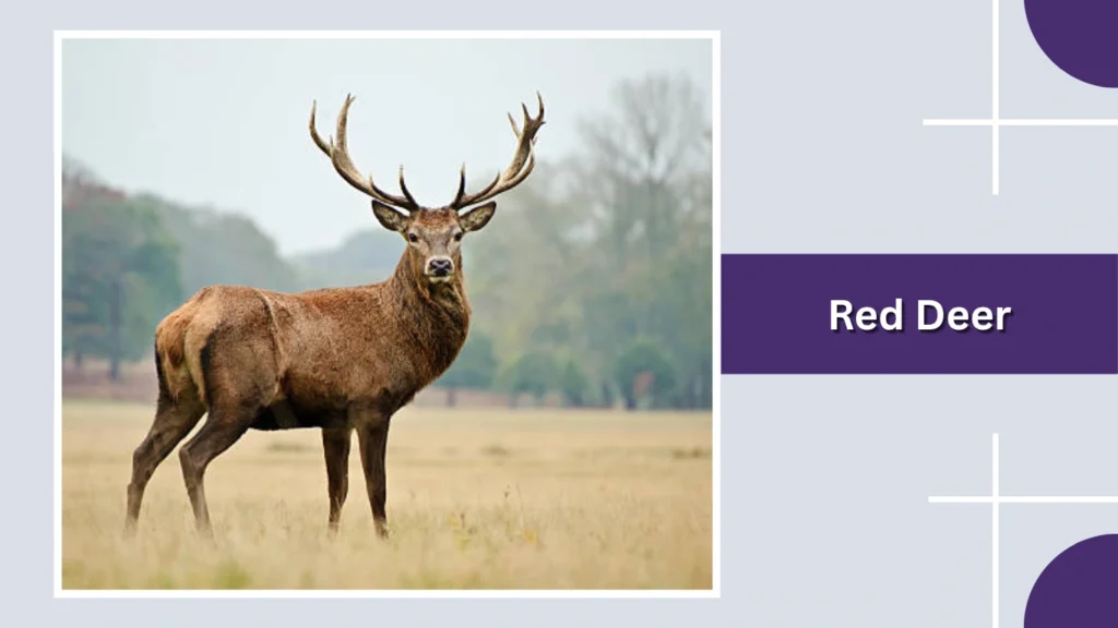 Red Deer