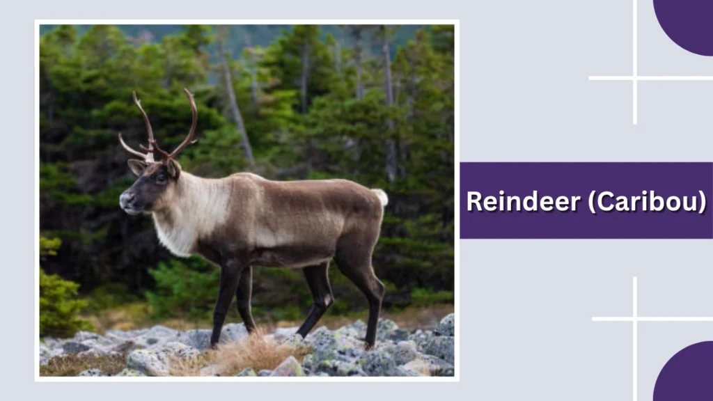 Reindeer (Caribou)