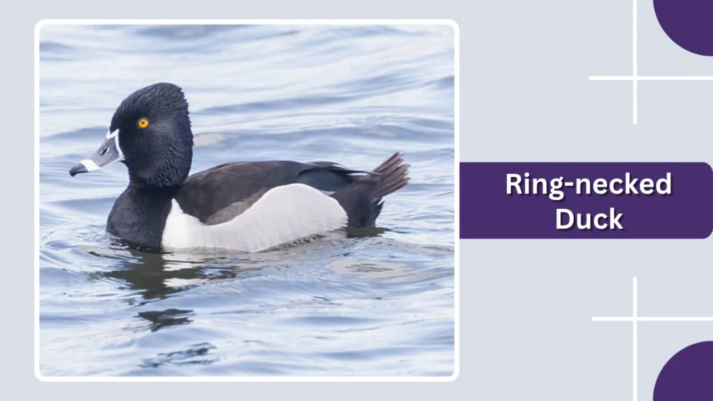 Ring-necked Duck