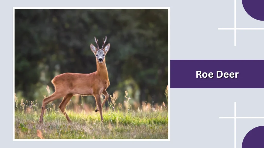 Roe Deer