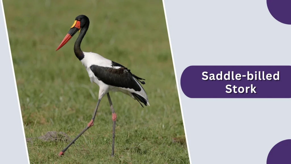 Saddle-billed Stork