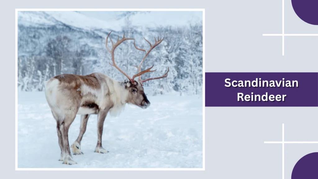Scandinavian Reindeer