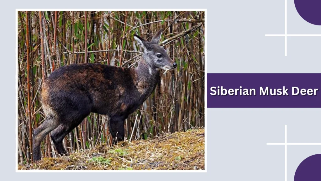 Siberian Musk Deer