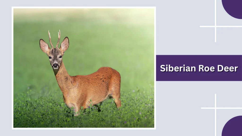 Siberian Roe Deer