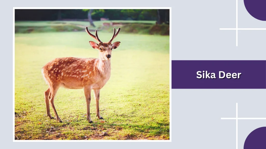 Sika Deer