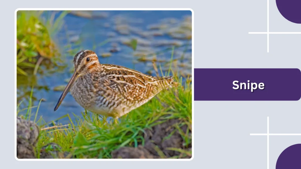 Snipe