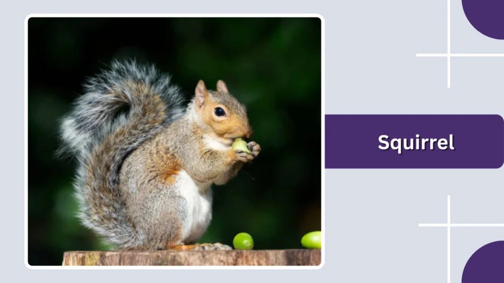 Squirrel