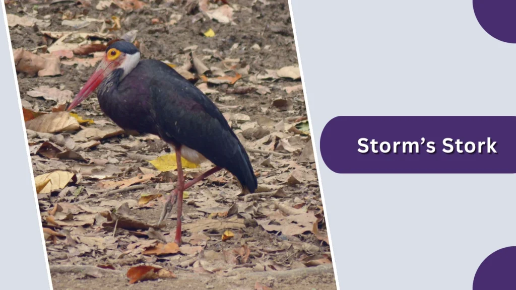 Storm’s Stork