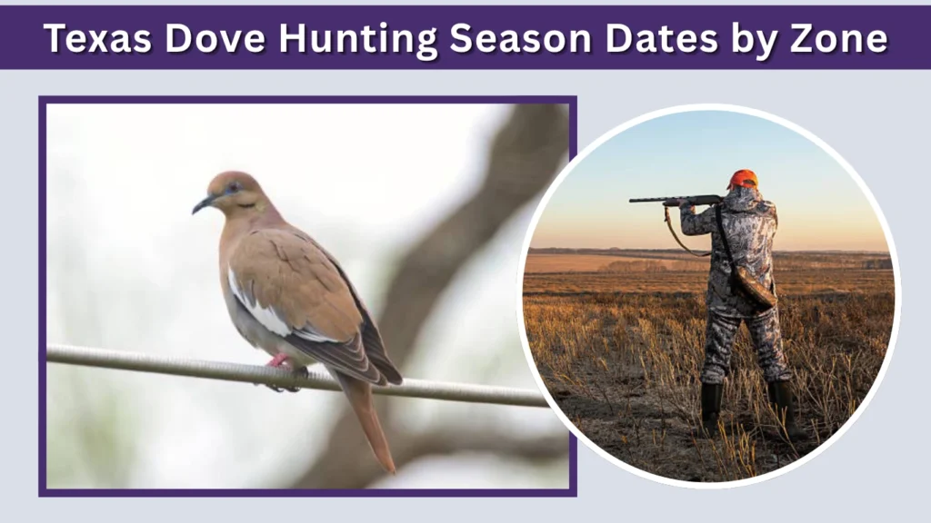 Texas Dove Hunting Season Dates by Zone