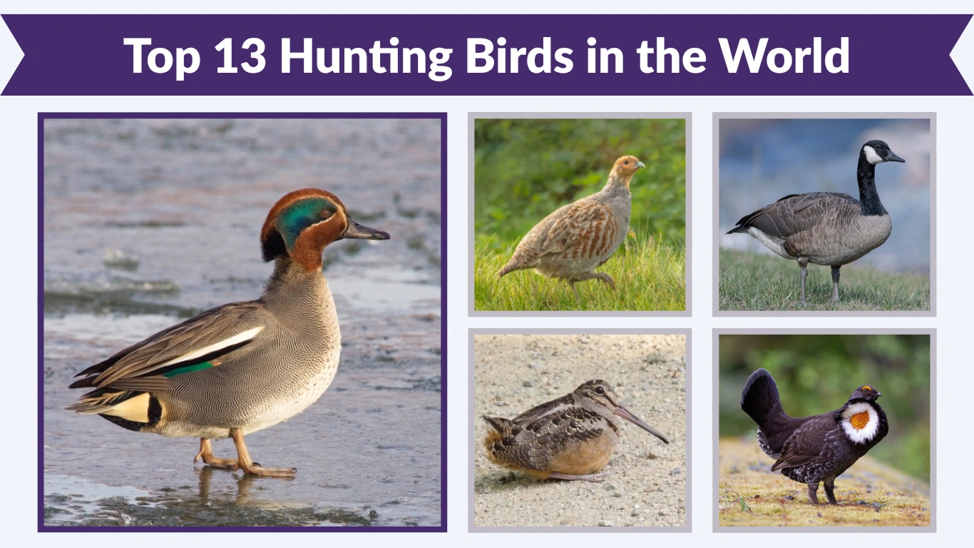 Top 13 Hunting Birds in the World with Habitat & Identification