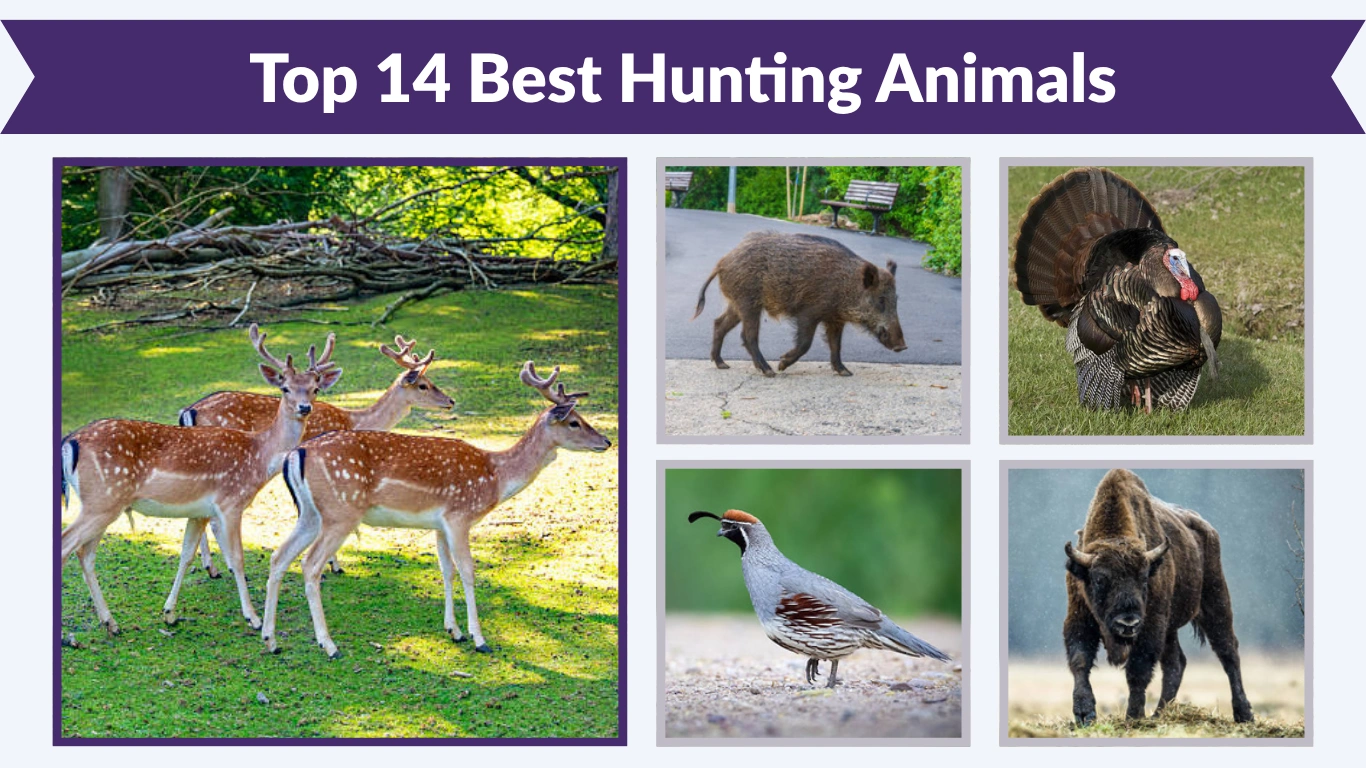Top 14 Best Hunting Animals: Identification with Picture