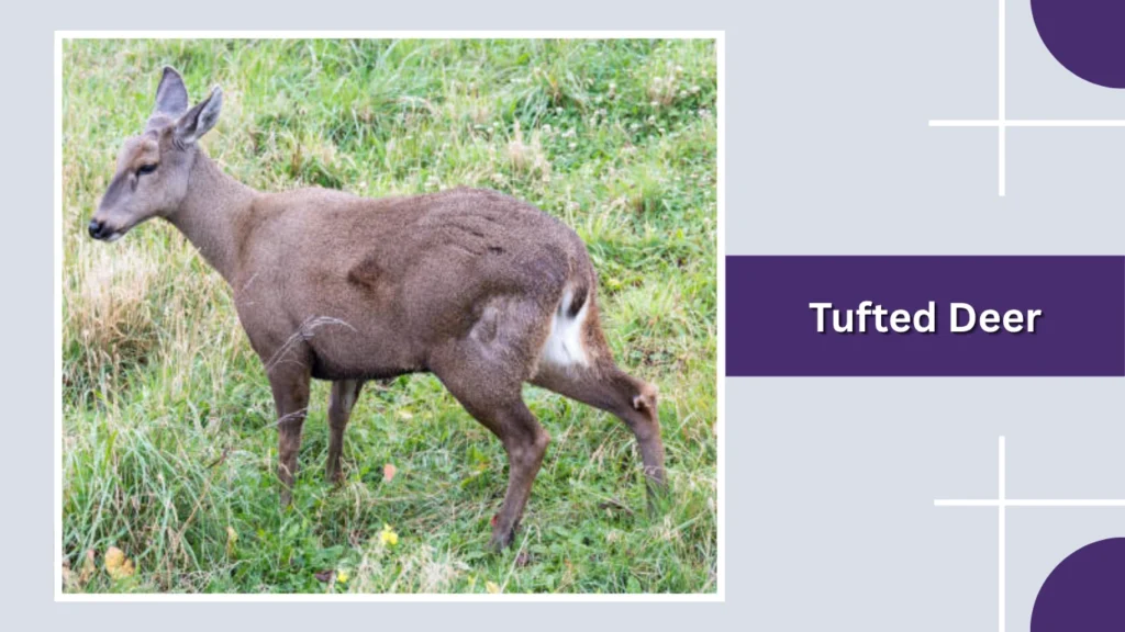 Tufted Deer