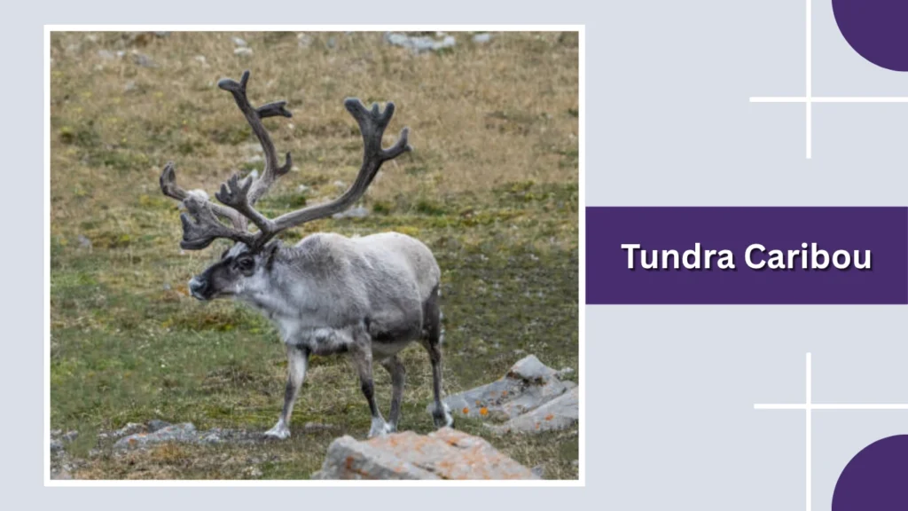 Tundra Caribou