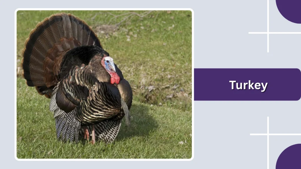 Turkey