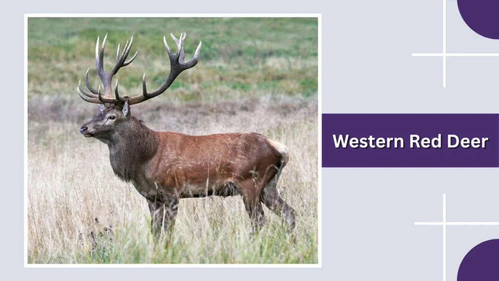 Western Red Deer
