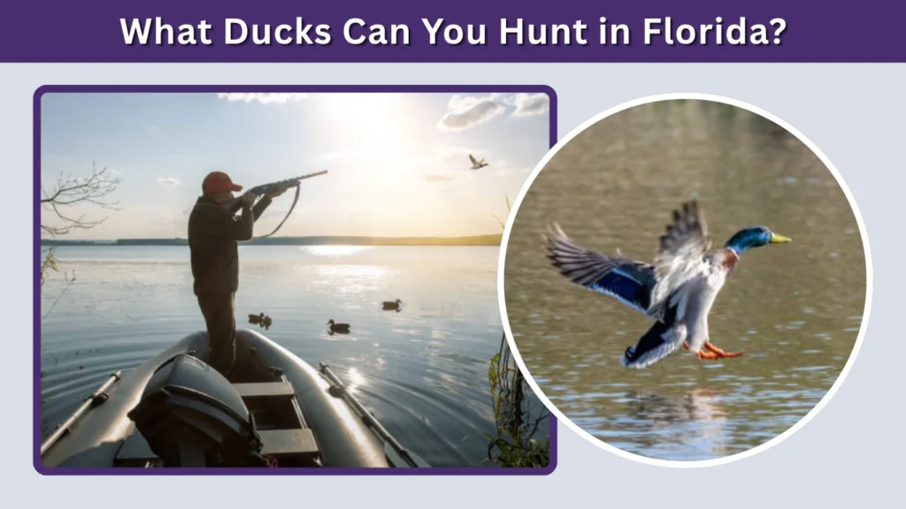 What Ducks Can You Hunt in Florida