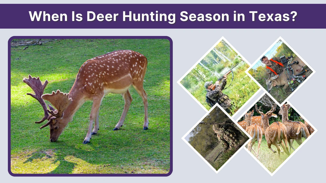 When Is Deer Hunting Season in Texas (Dates, Zones & Rules Guide)