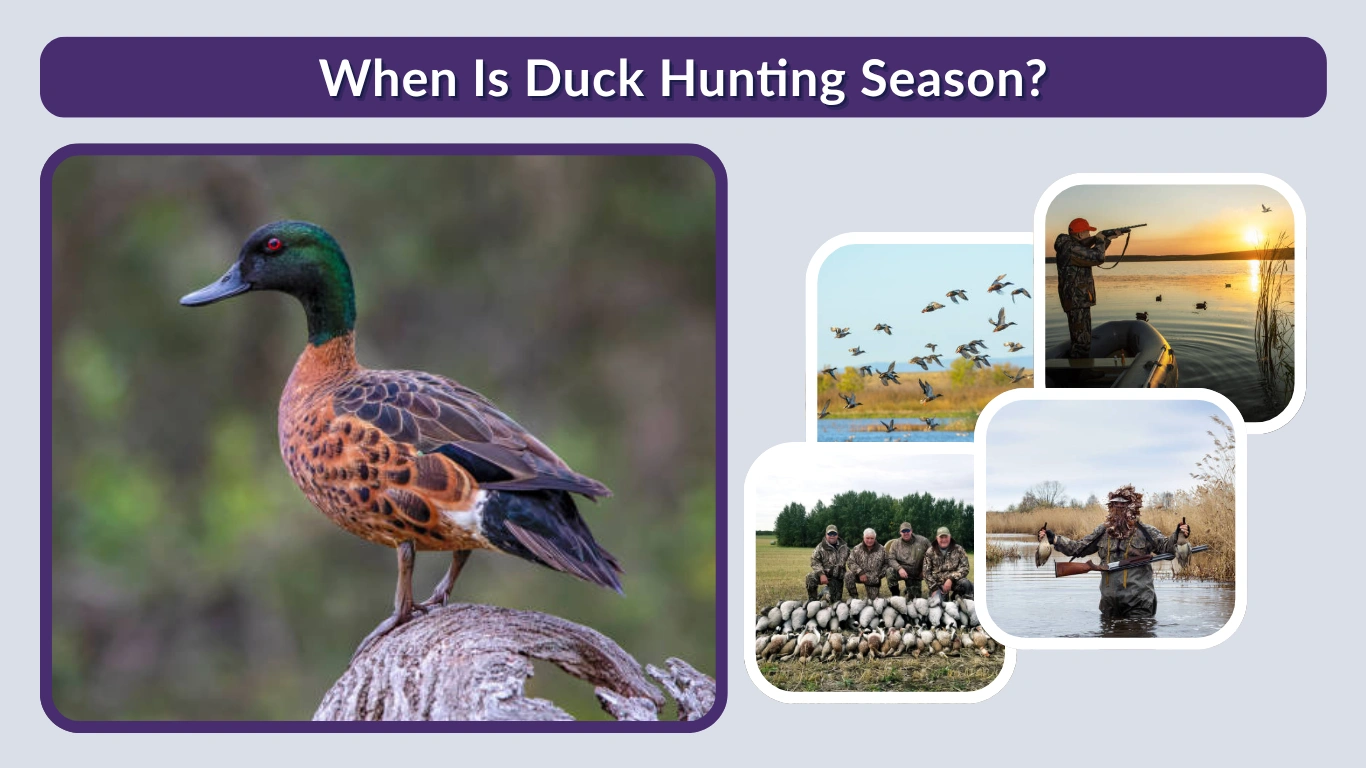 When Is Duck Hunting Season Everything You Need to Know