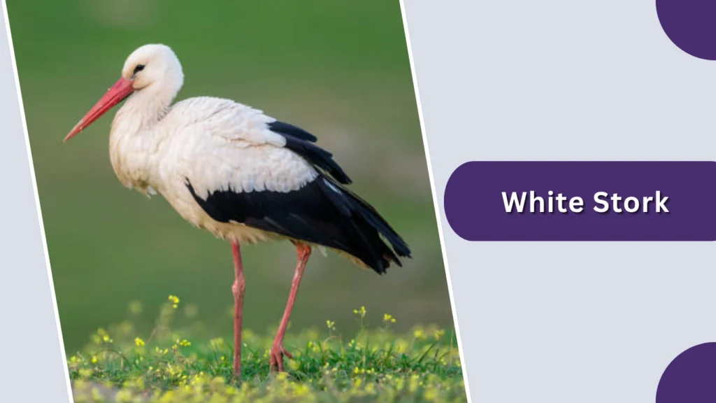 White Stork