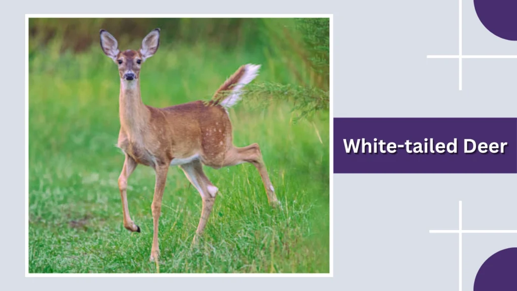 White-tailed Deer