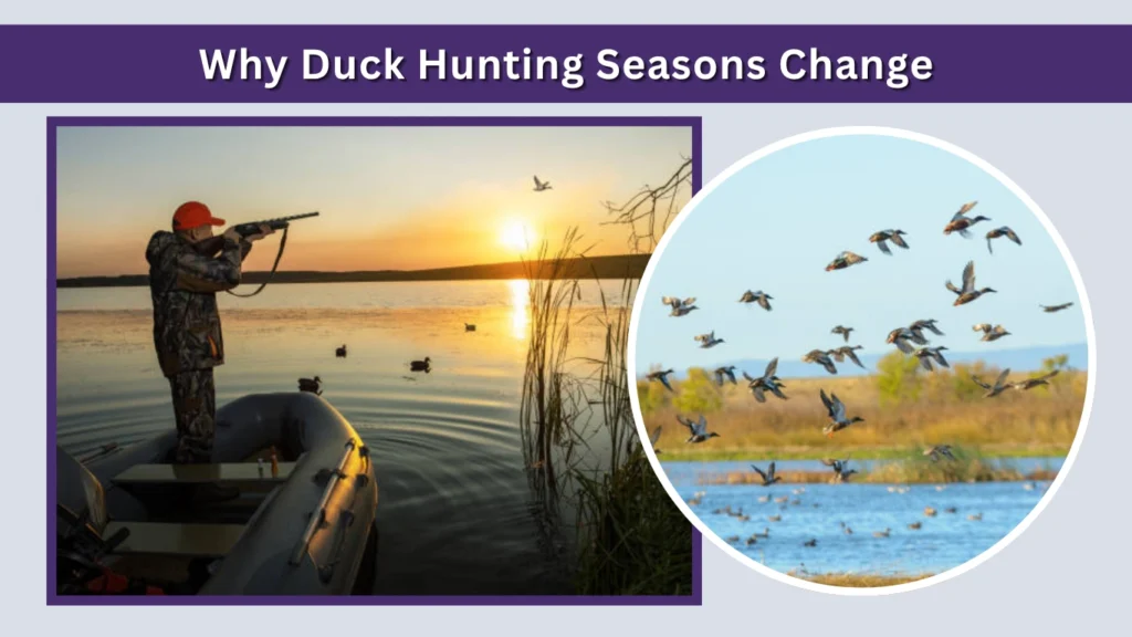 Why Duck Hunting Seasons Change