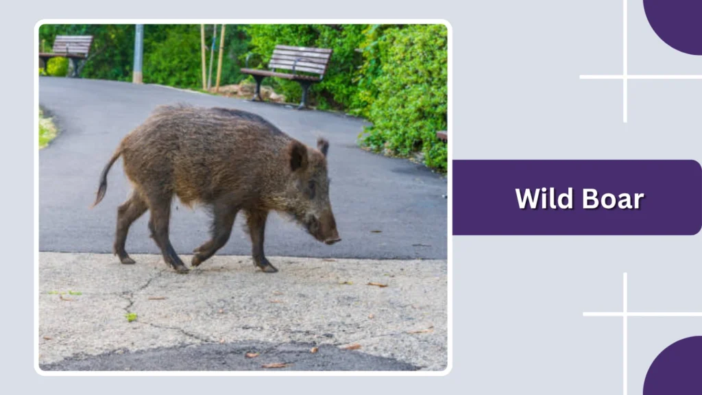 Wild Boar