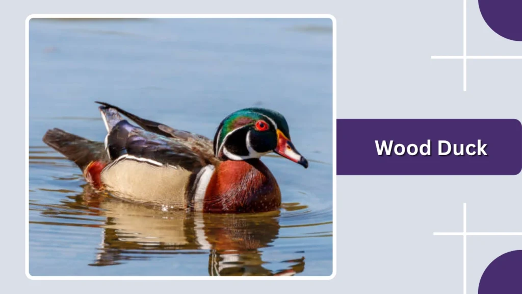 Wood Duck
