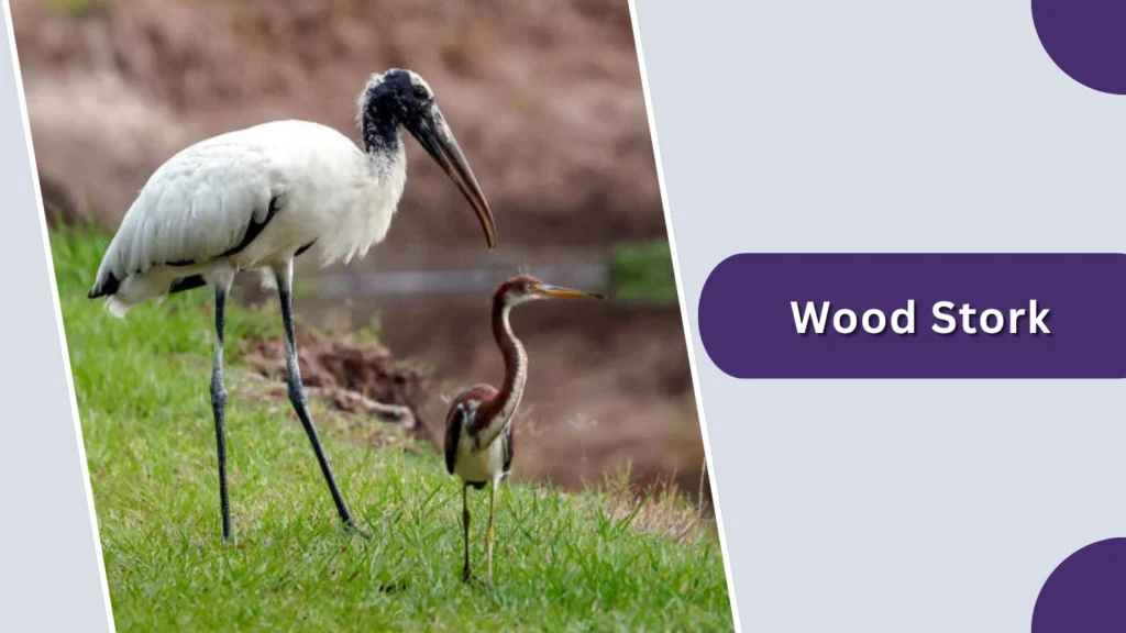 Wood Stork