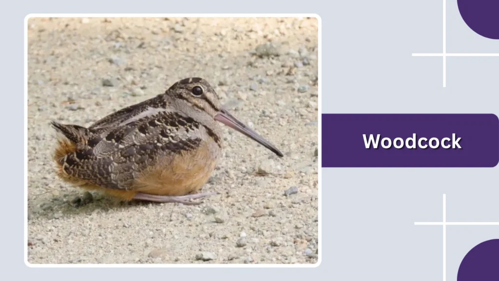 Woodcock