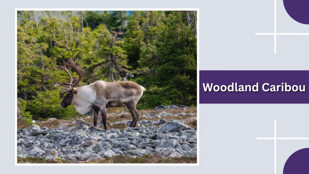 Woodland Caribou