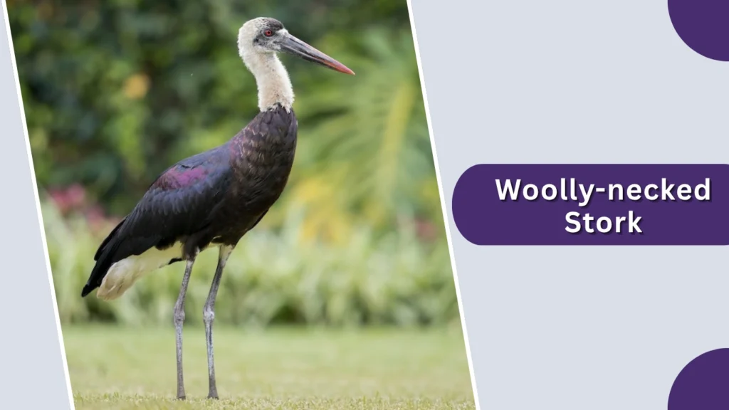 Woolly-necked Stork