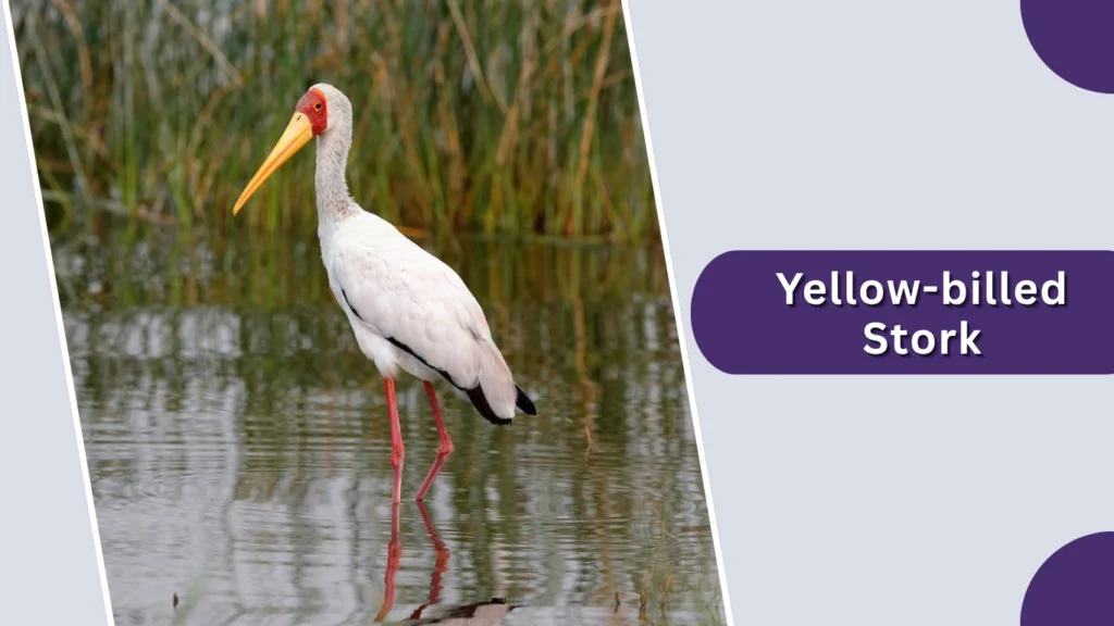 Yellow-billed Stork