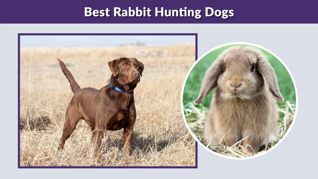 Best Rabbit Hunting Dogs