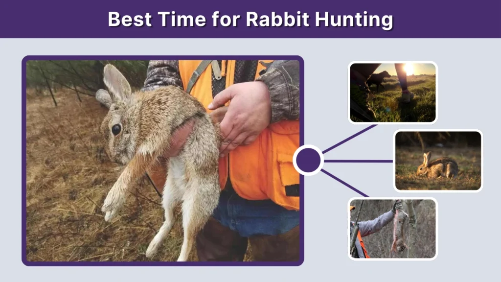 Best Time for Rabbit Hunting