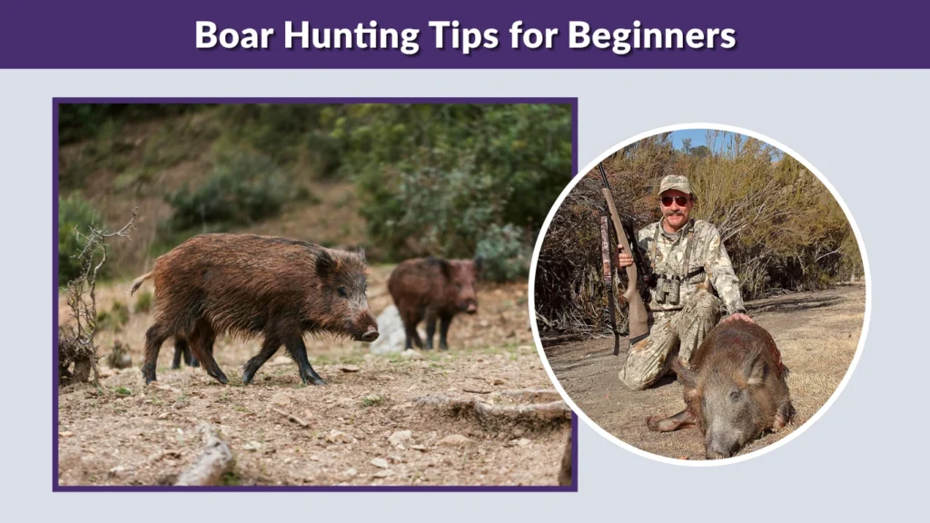 Boar Hunting Tips for Beginners