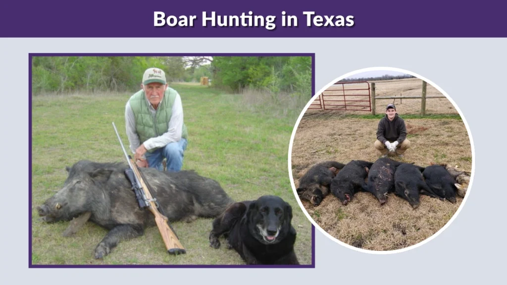 Boar Hunting in Texas