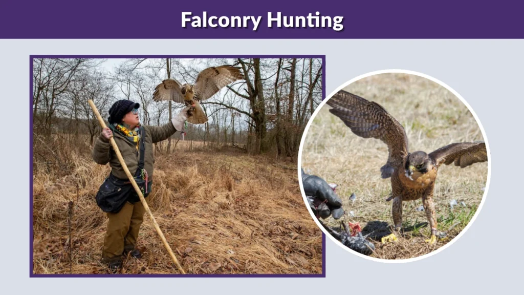 Falconry Hunting