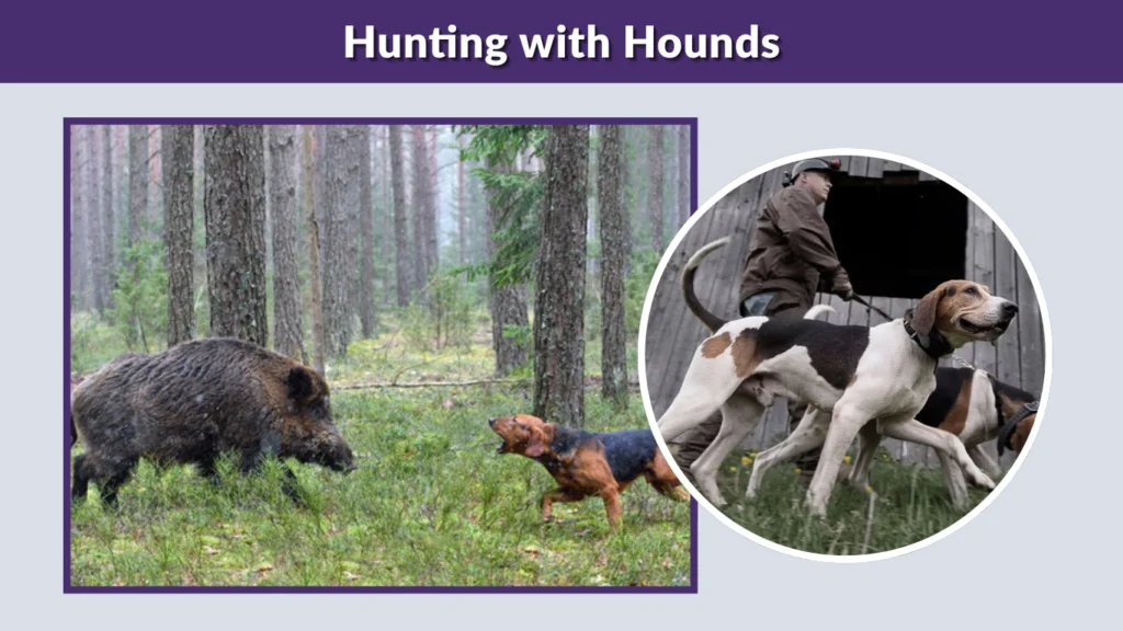 Hunting with Hounds