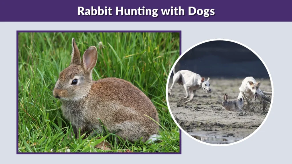 Rabbit Hunting with Dogs