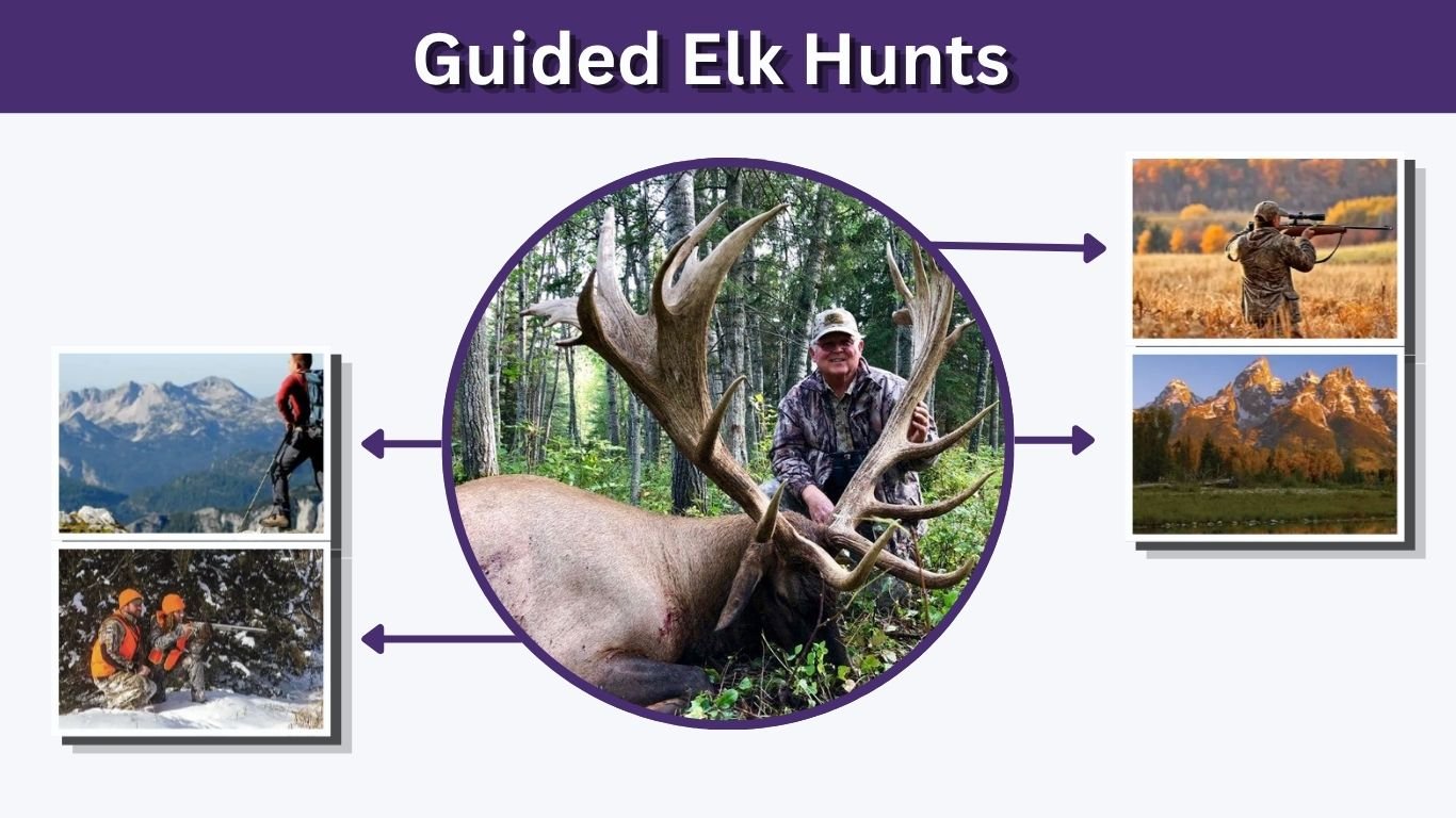 Guided Elk Hunts: Cost, States, Tags and Tips