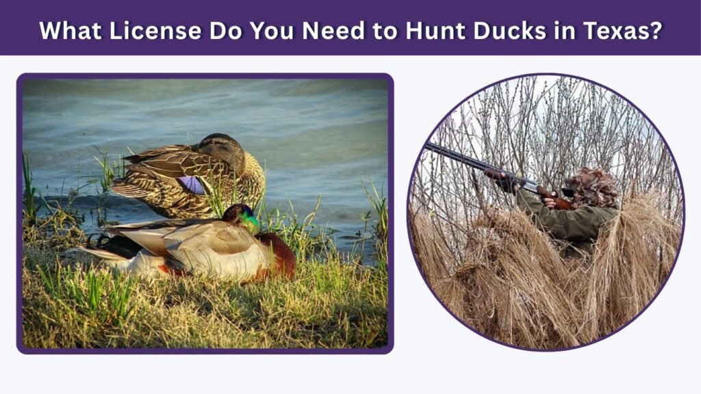 What License Do You Need to Hunt Ducks in Texas?