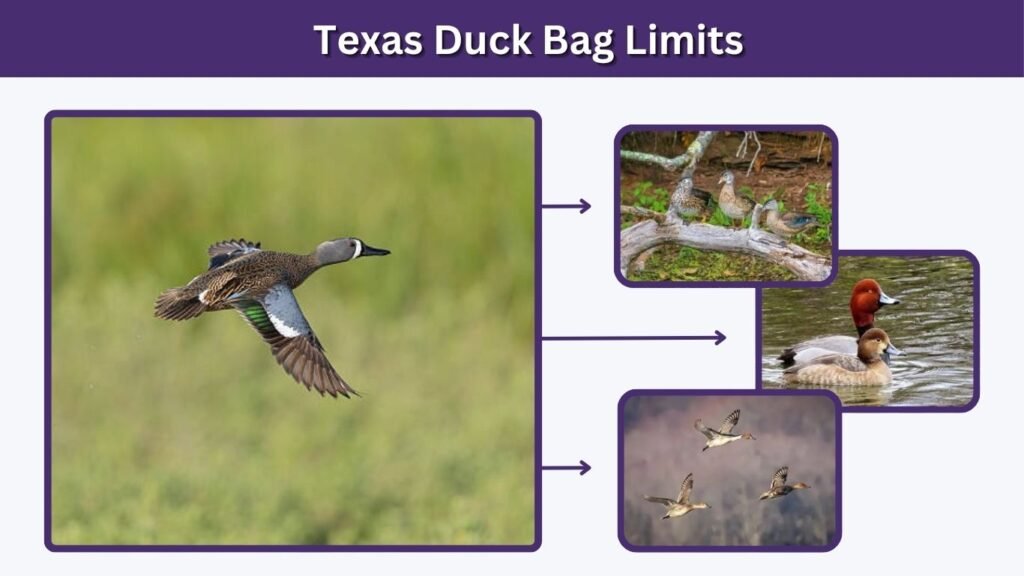 Texas Duck Bag Limits