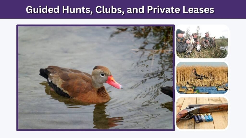Guided Hunts, Clubs, and Private Leases